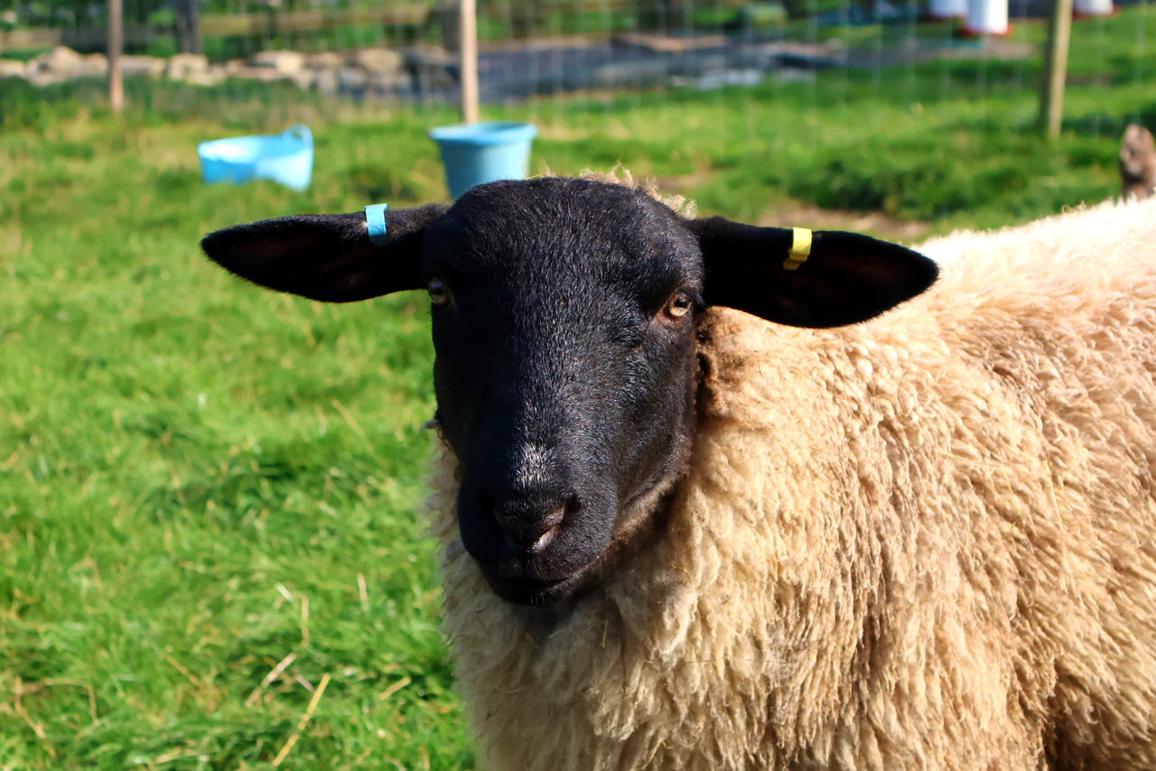 Sheep